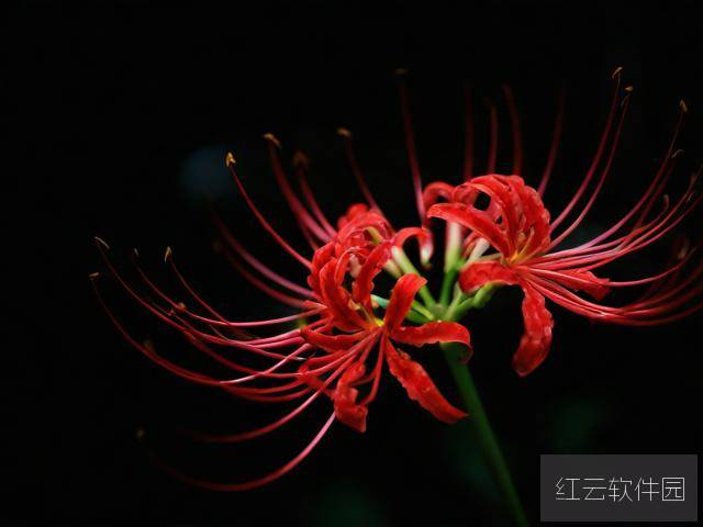 风月恶之花,人性深渊中的爱恨交织