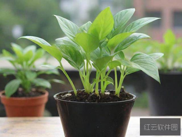 欧式45种扦插方式图片大全,园艺爱好者的终极指南