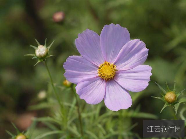 野花日本韩国视频免费高清观看的视觉盛宴与文化交融