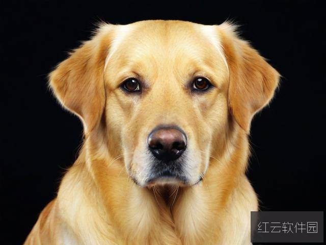 影视伦理与版权保护,对欧美一级黄人狗大战5免费观看正版现象的思考