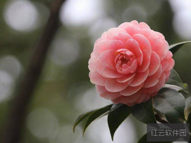 台湾理伦映照下,茶花女的春天何以绽放?