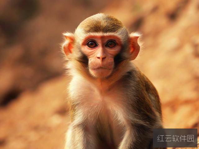 桃色天堂,揭秘窜天猴隐藏入口与永久官网的虚实之谜