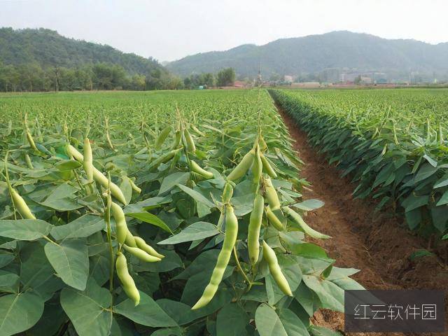 麻豆精产一二三产区，品质与创新并重的麻豆产业生态