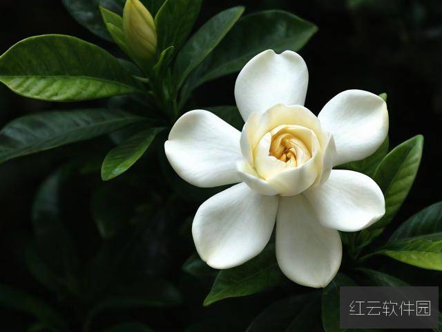 盛夏栀子,记忆中的温度与边界