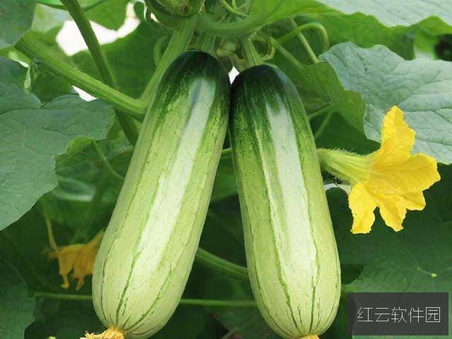 国产高清精品软件丝瓜软件，畅享高清视觉体验